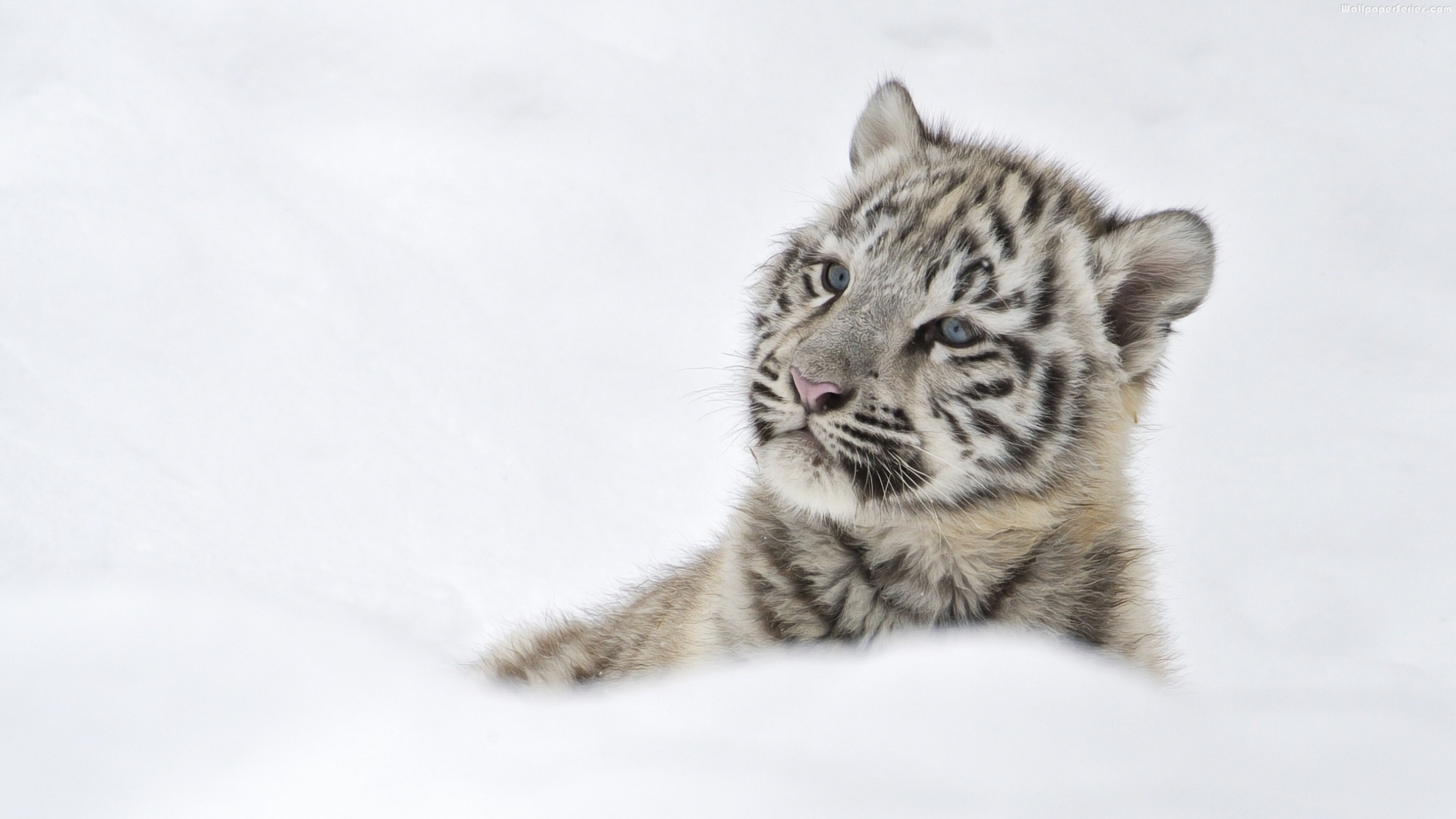 Photo of a white cub in the snow