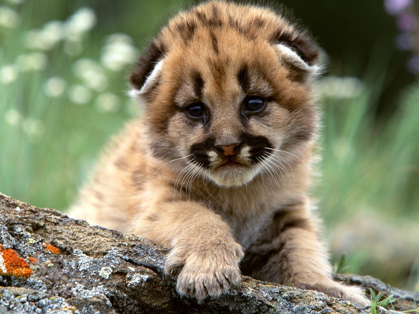Photo of a little cub
