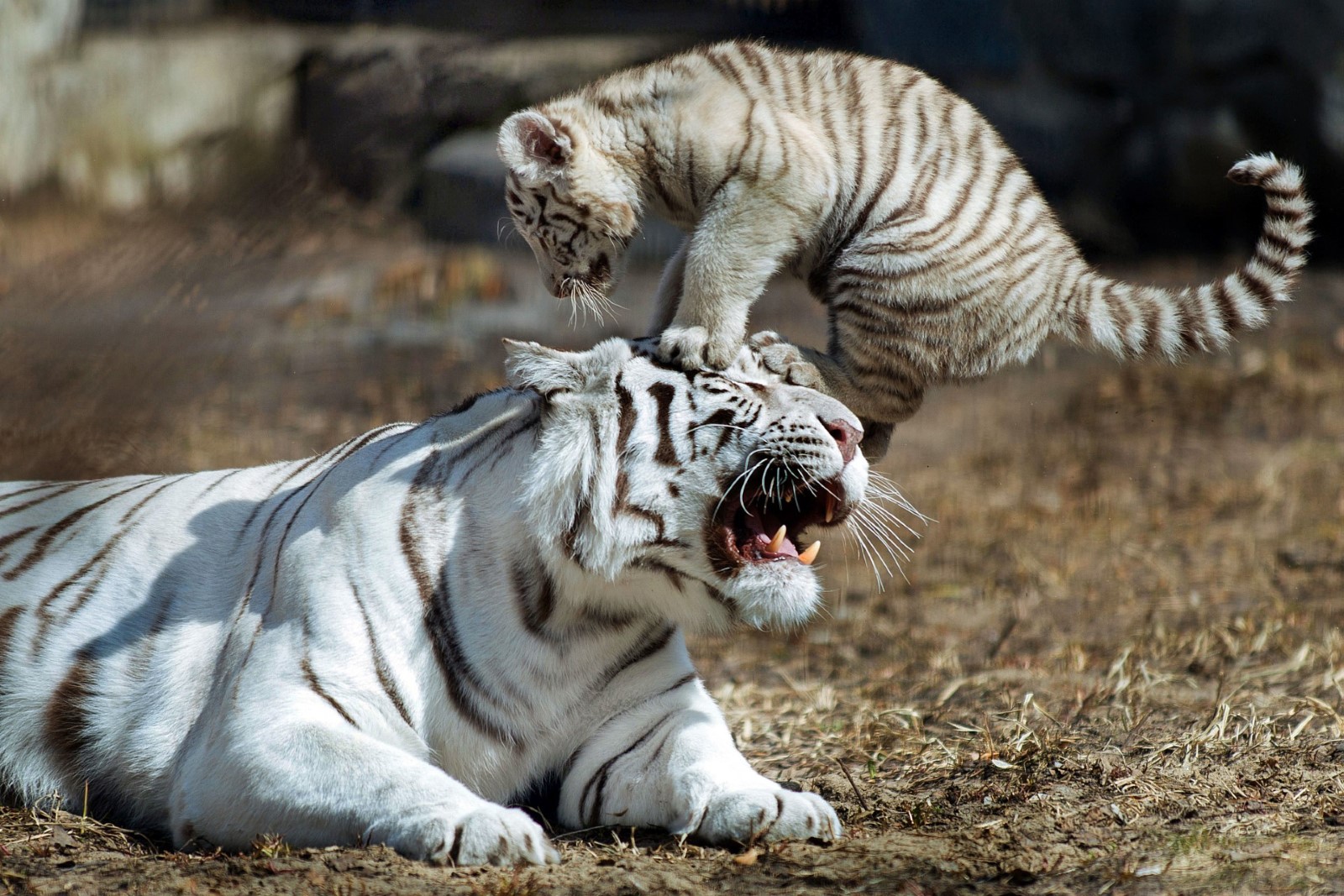 Witte tijgerin en tijgerwelp