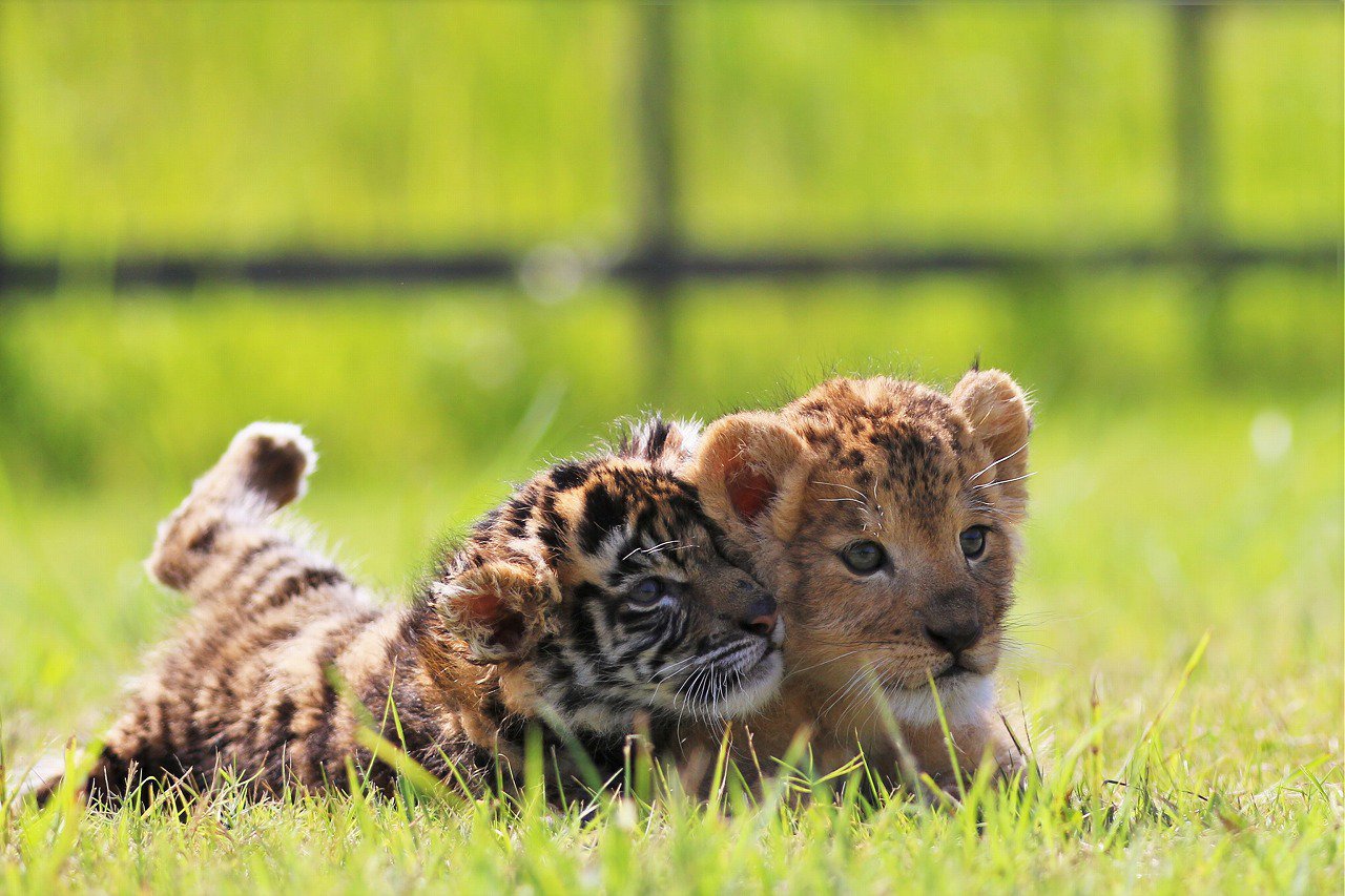Photo of lion cub and tiger cub