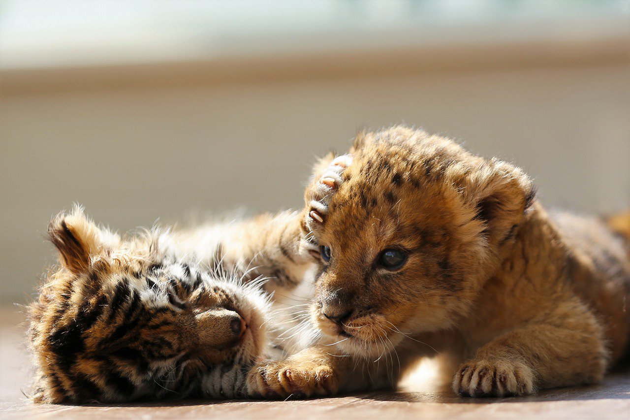 Lion and tiger cub
