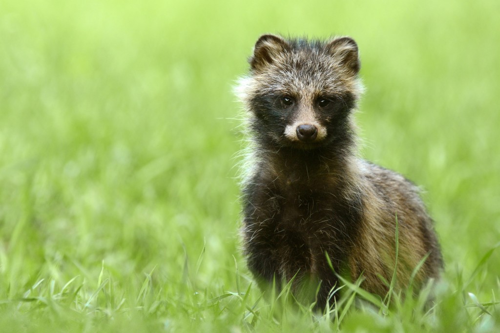 Raccoon कुत्रा: फोटो