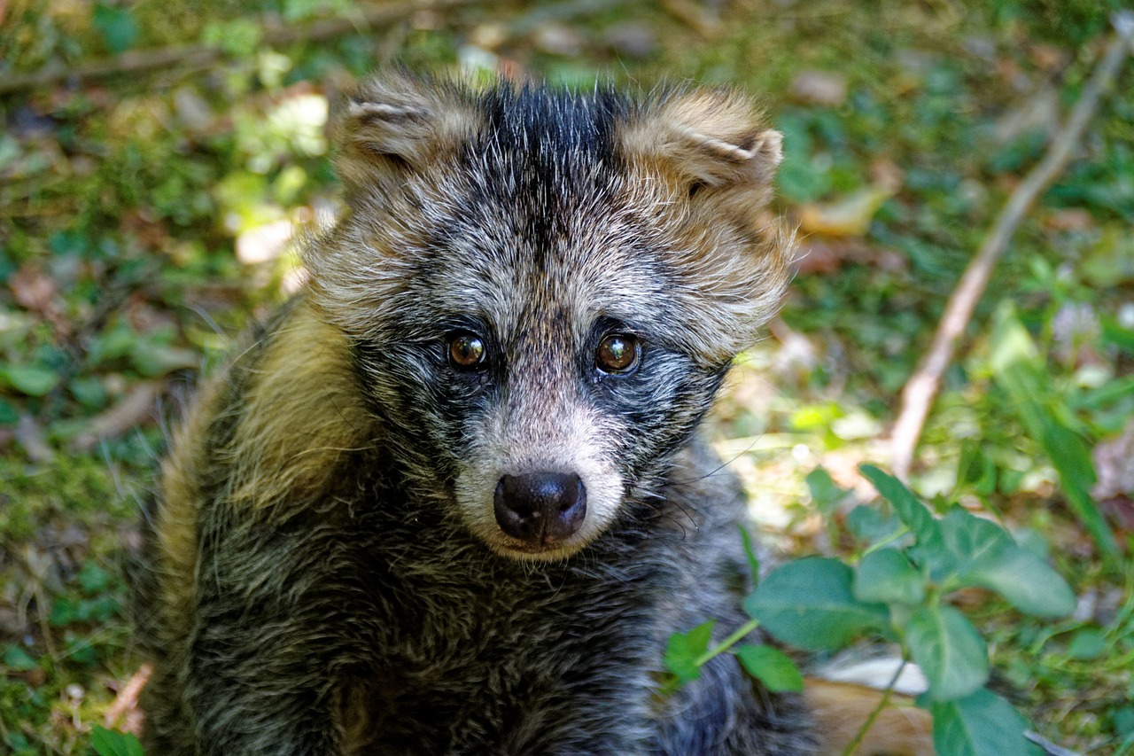 Mynd af raccoon hundur