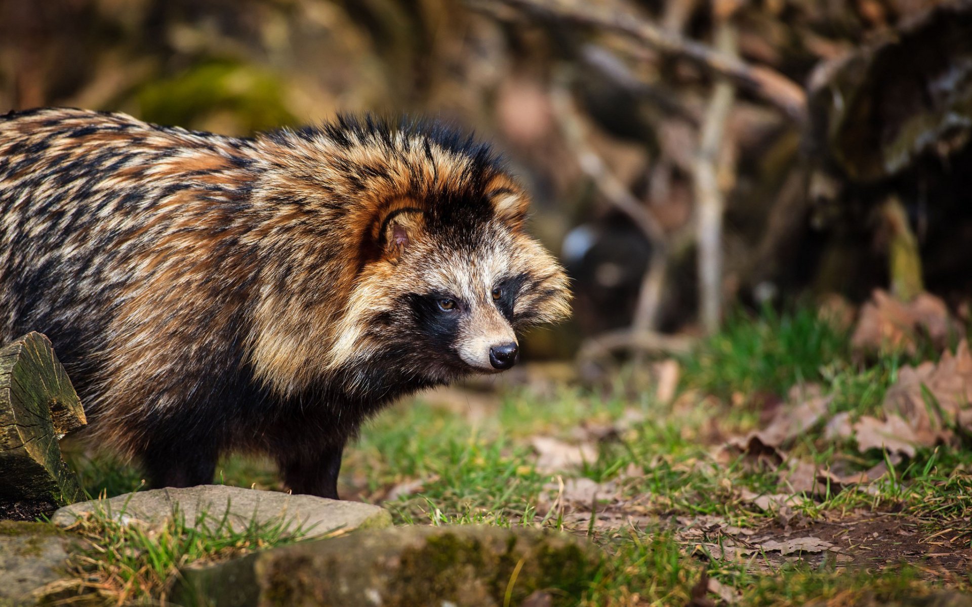 Raccoon dog in the forest
