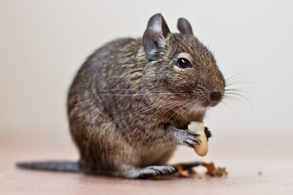 Squirrel degu กำลังทานอาหารเที่ยงอยู่