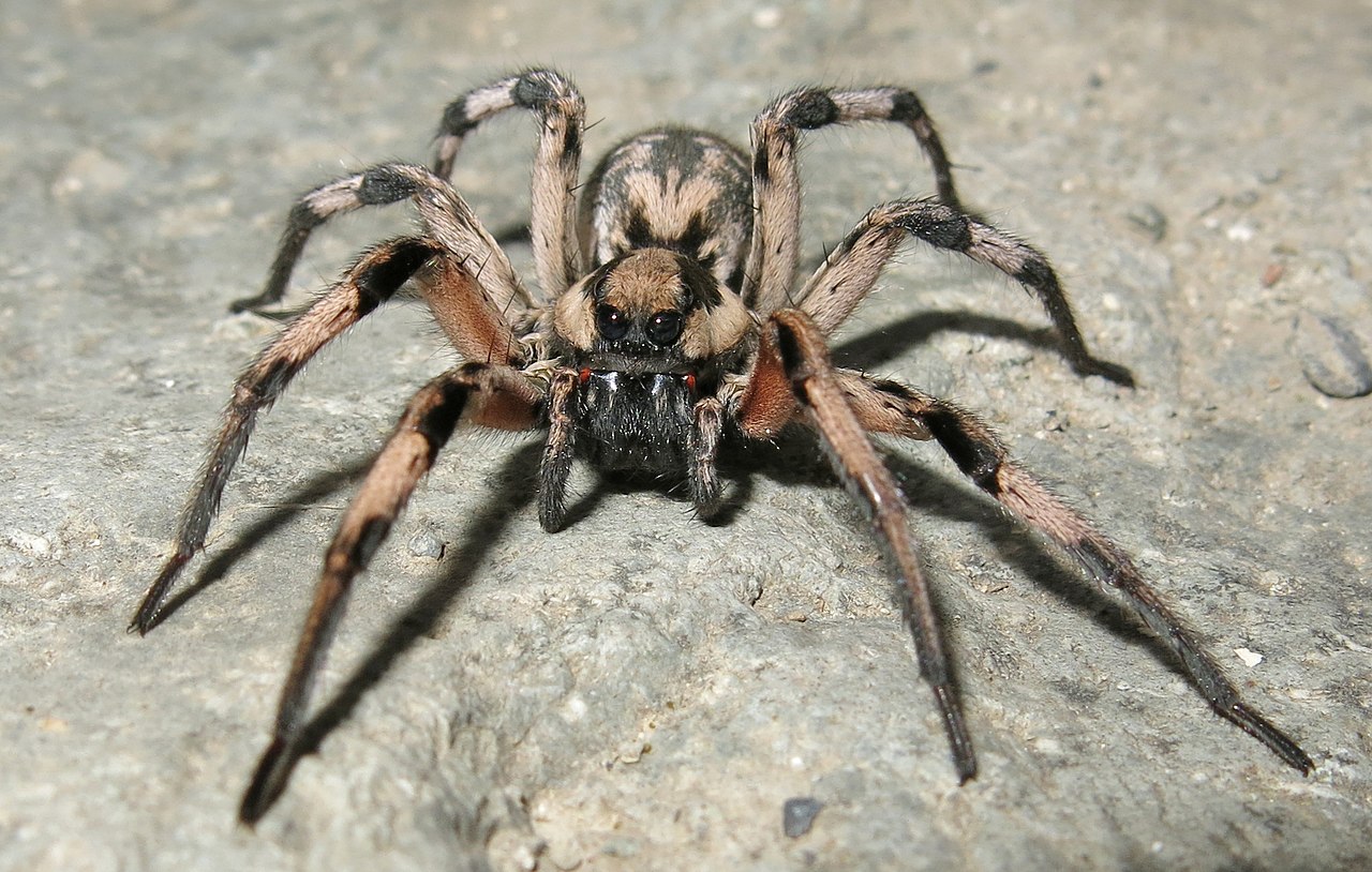 Lycosa aragogi tarantula, endemic to Iran