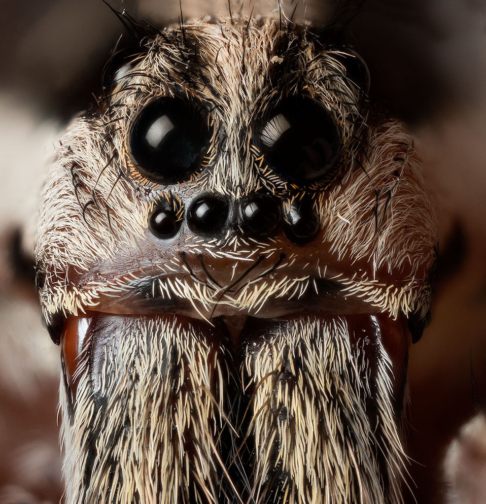 Oczy pająka tarantuli