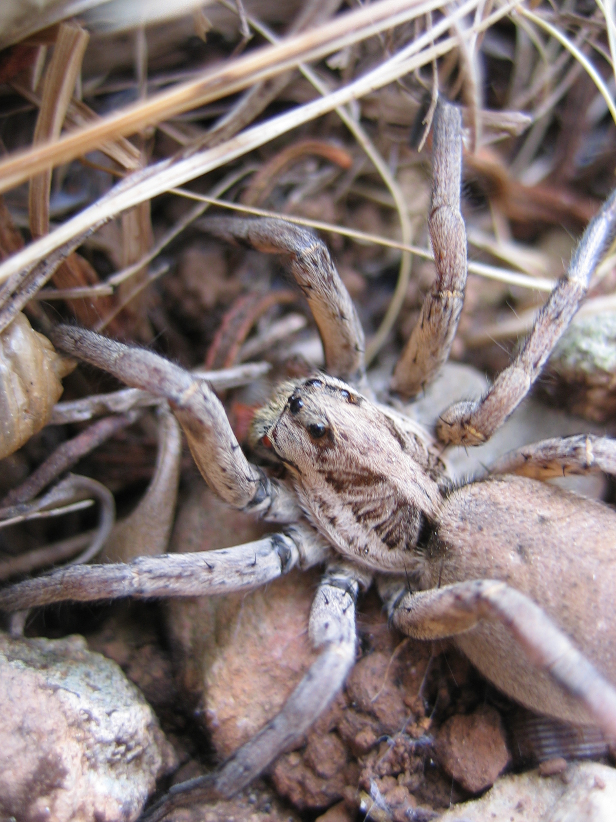 Atilẹyin tarantula (Lycosa tarantula)