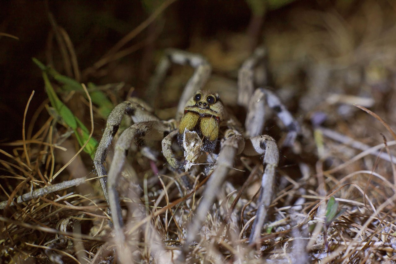 Ngengat padang rumput di lengan tarantula Rusia Selatan