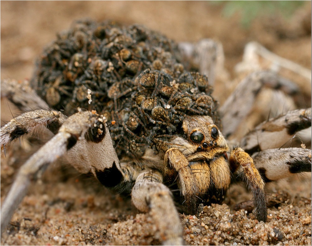 Female South Russian tarantula með afkvæmi