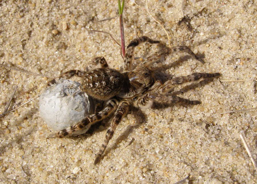 Perempuan tarantula Rusia Selatan menyeret kepompongnya dengan telur. Kinburn Spit di Laut Hitam