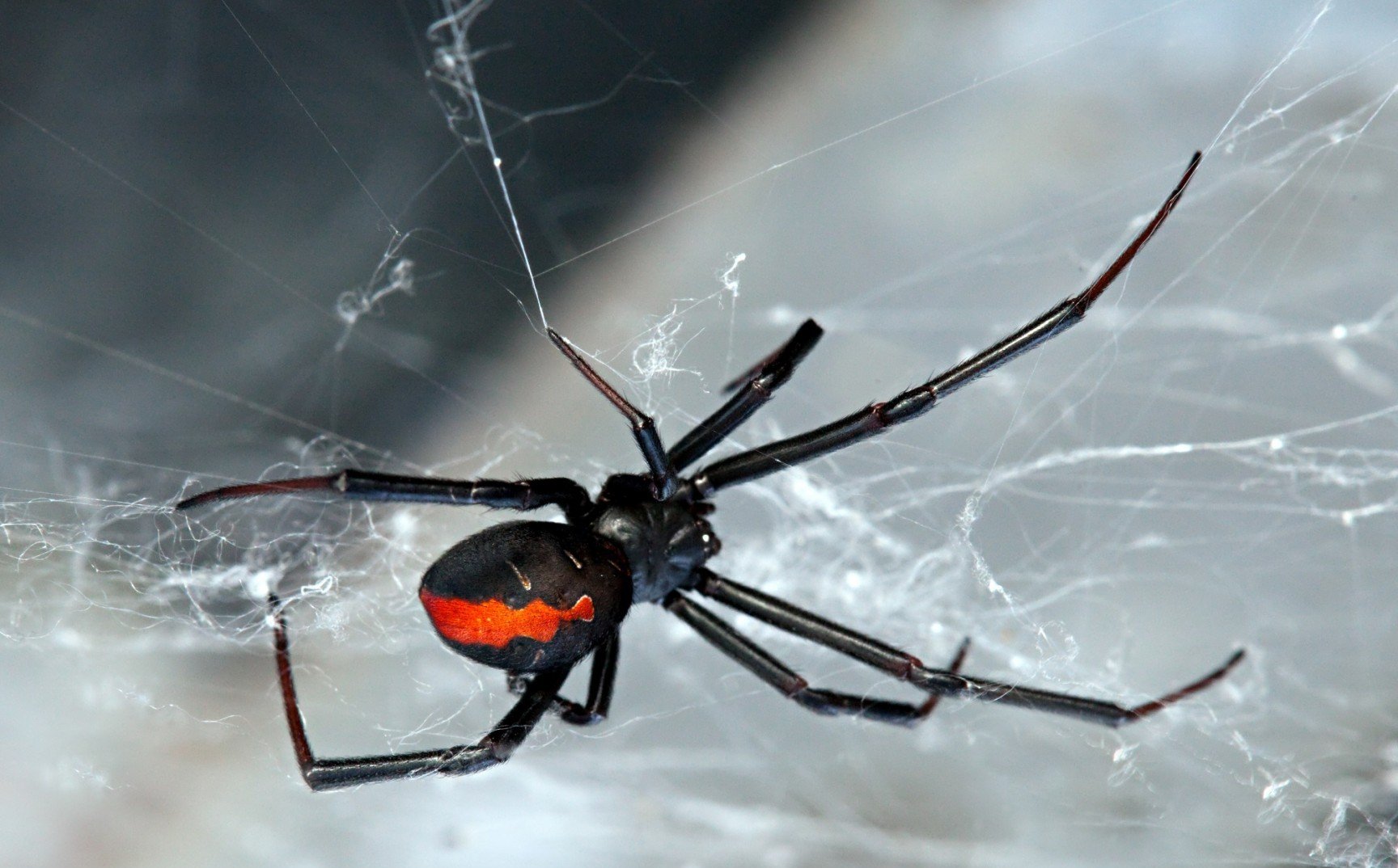 Czarny pająk wdowy