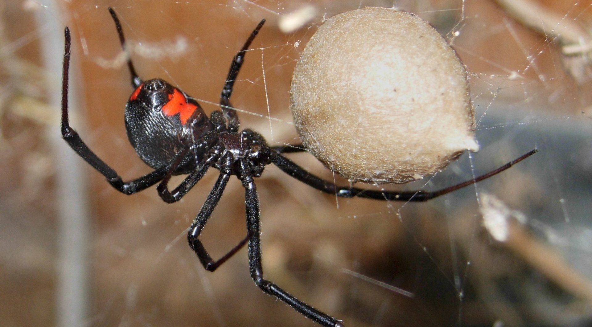 Female black widow with cocoon