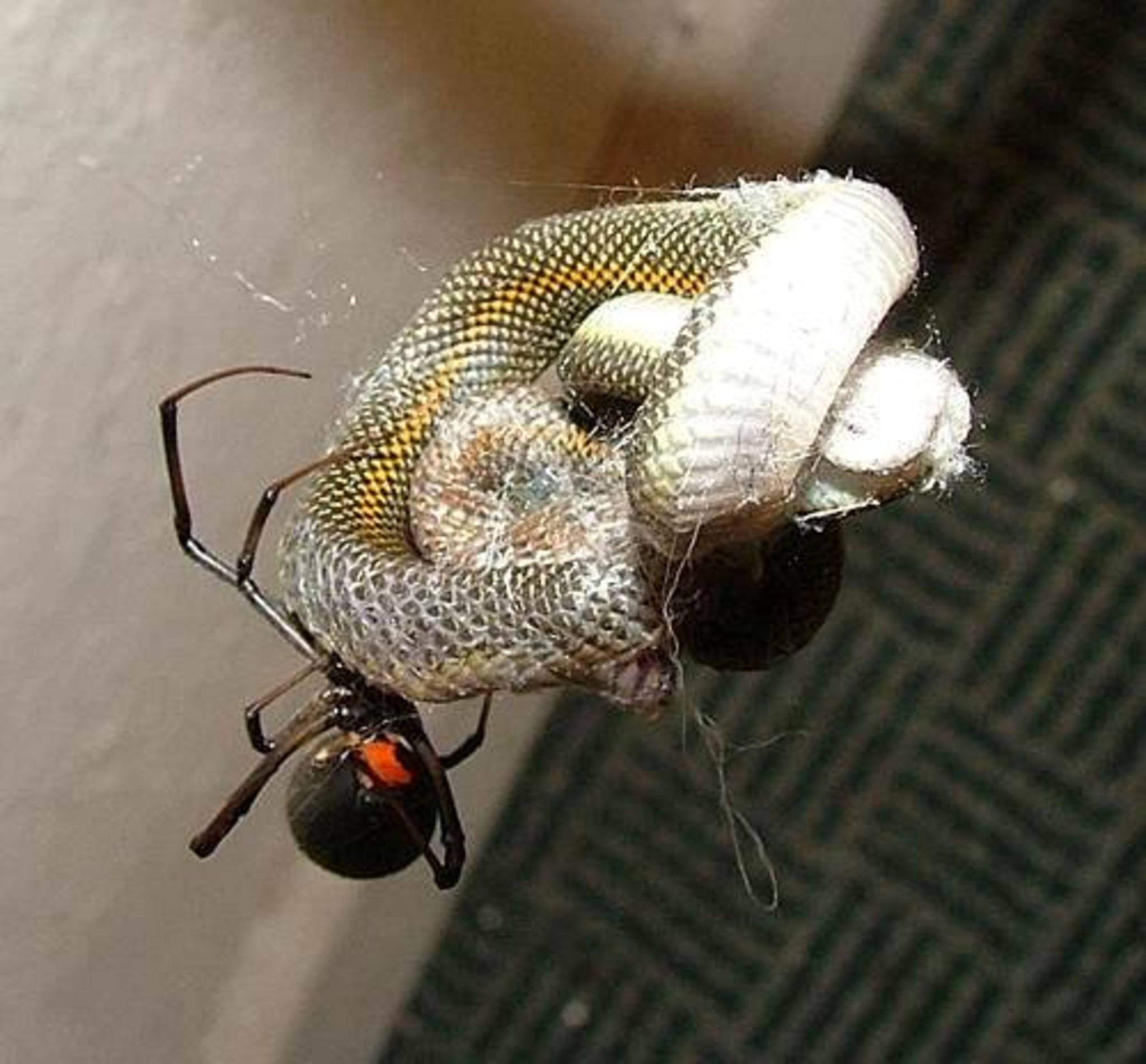 Black widow spider fette in lytse slang