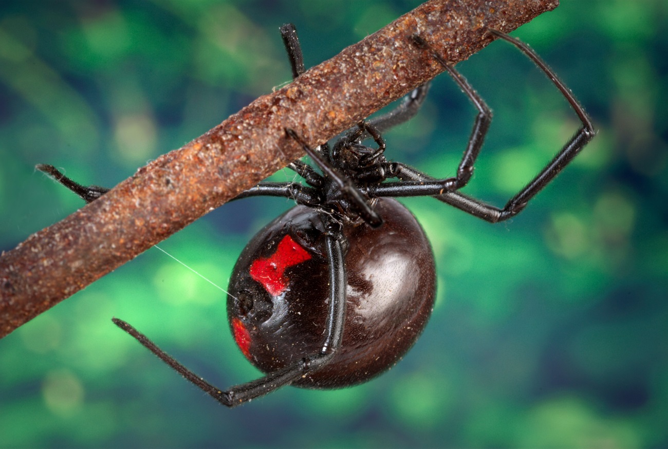 Czarny pająk wdowy