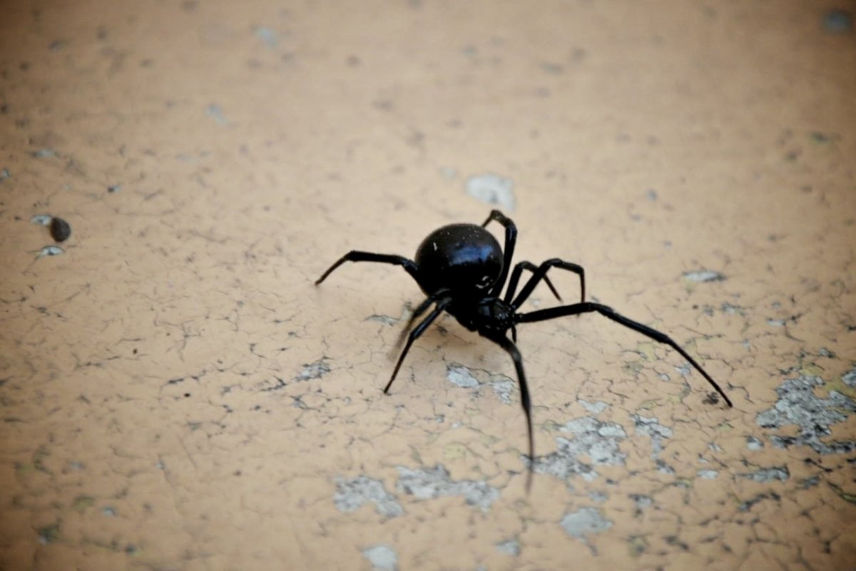 Black widow spider: adult woman