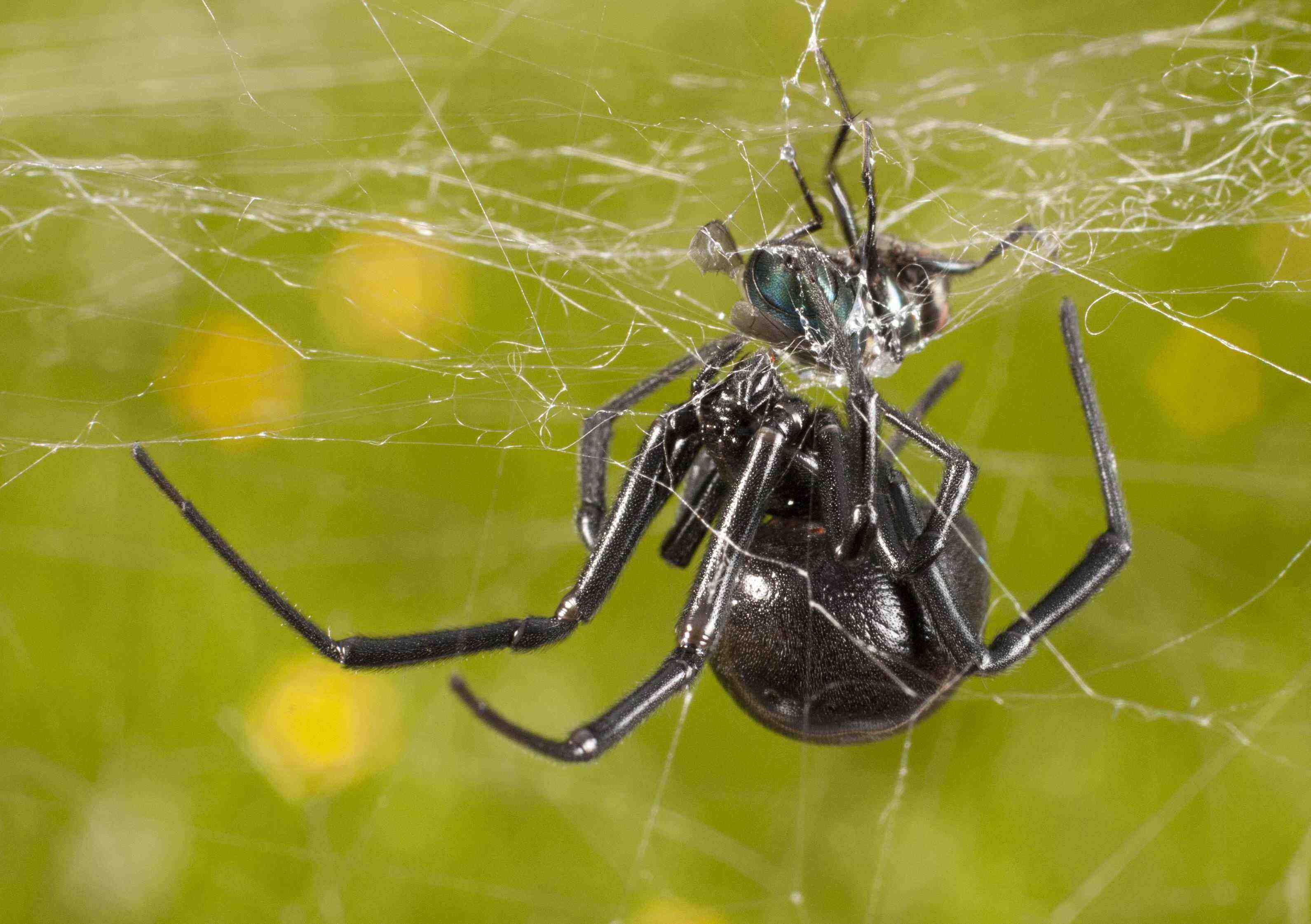 Juodasis našlės voras: suaugusia moterimi su grobiu