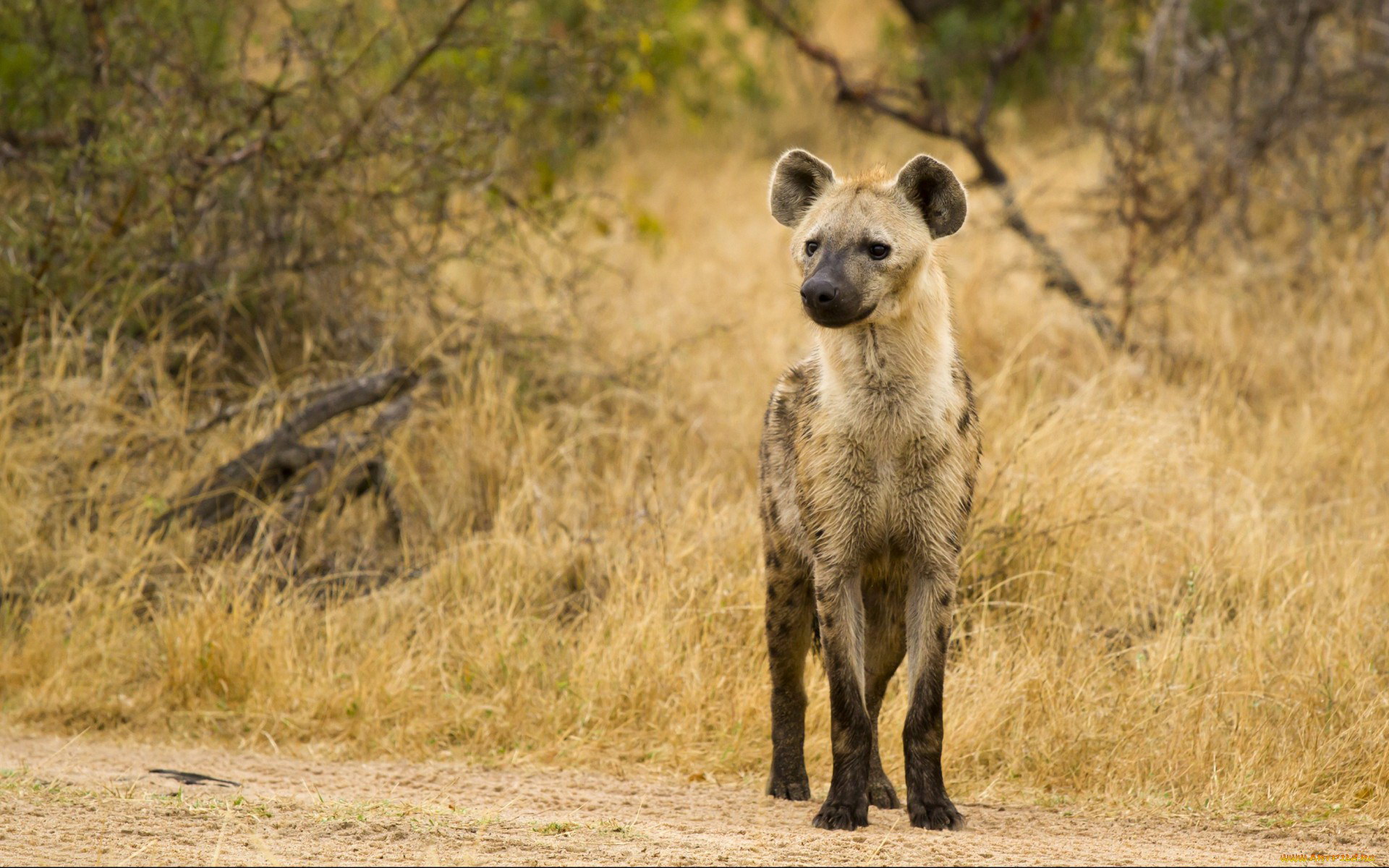 รูปภาพ Hyena