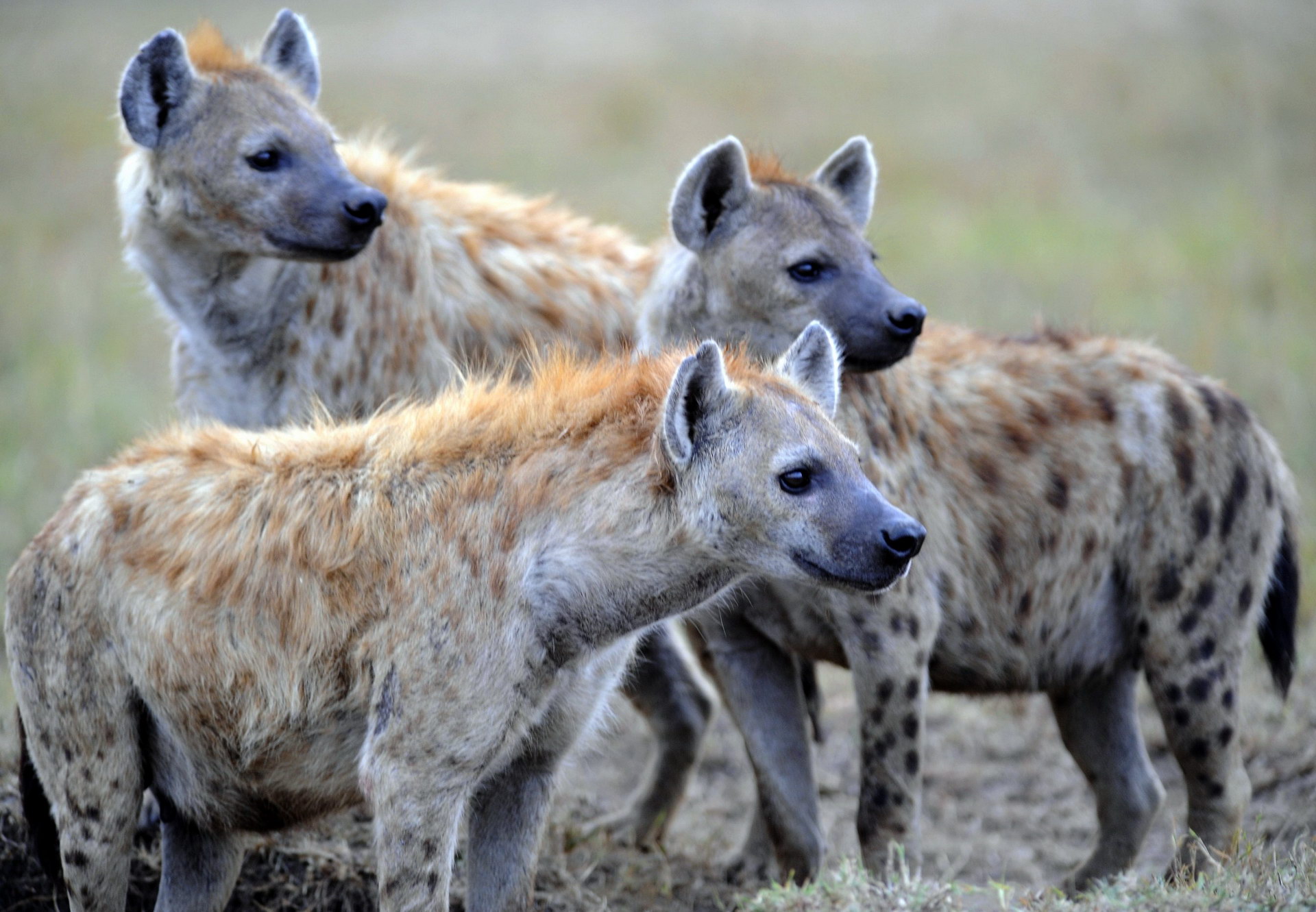 一群鬣狗
