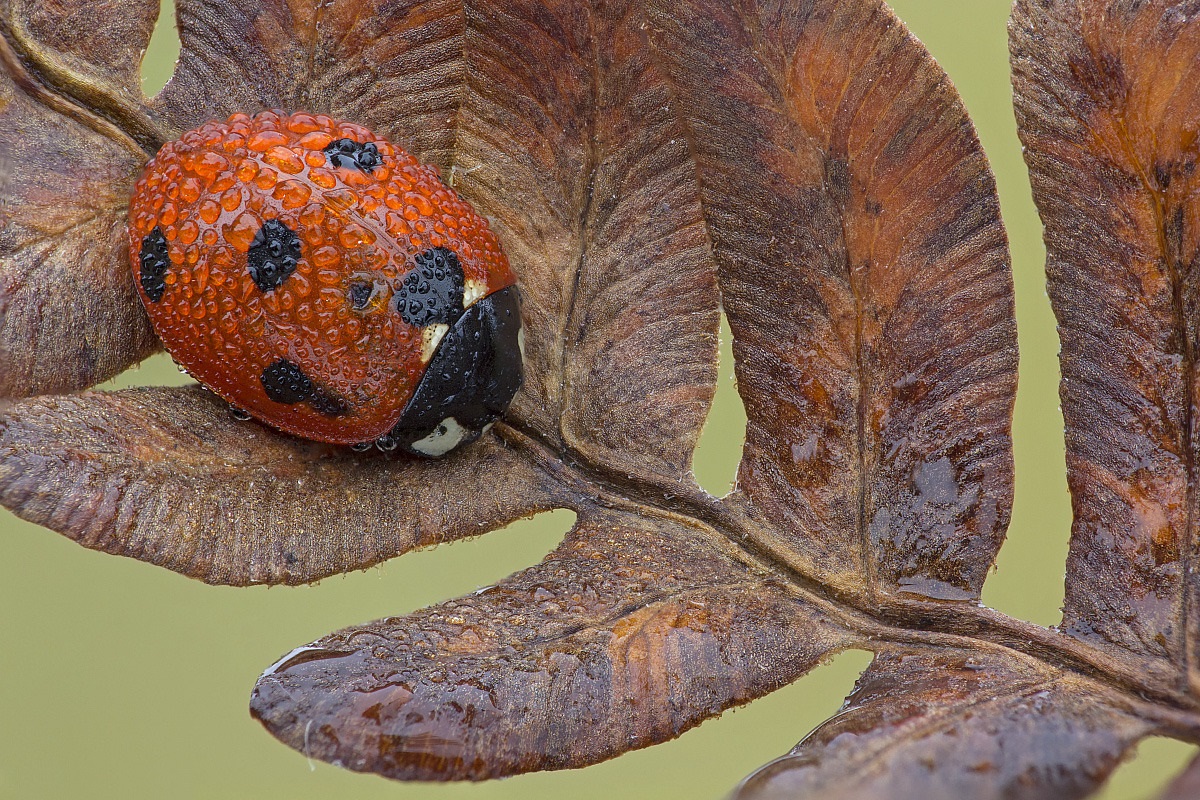 Ladybird- ը առավոտյան ցողի կաթիլներում