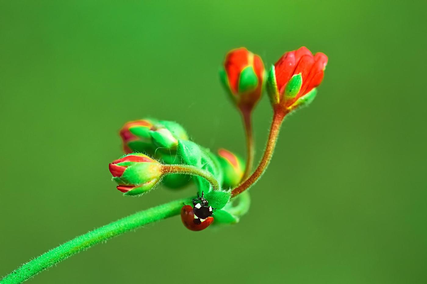 Ladybug บนดอกไม้สีแดง