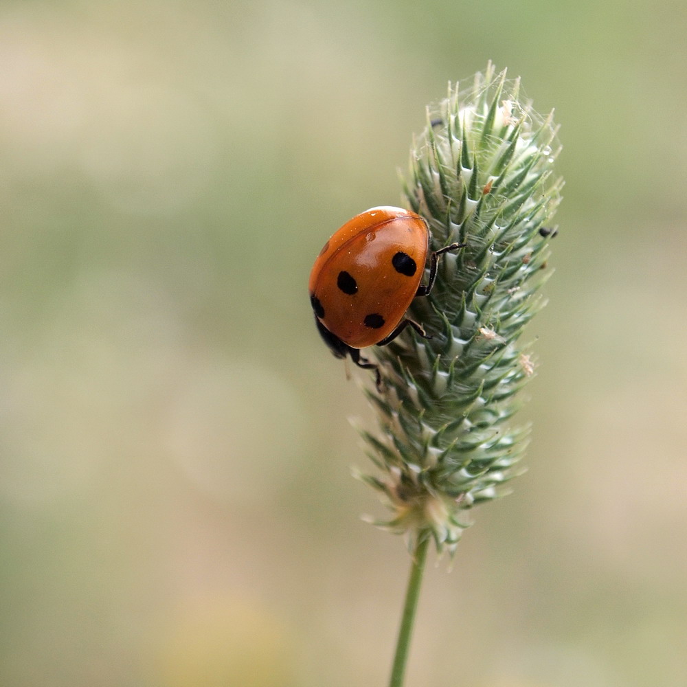 Seven-point ladybug on a blade of grass