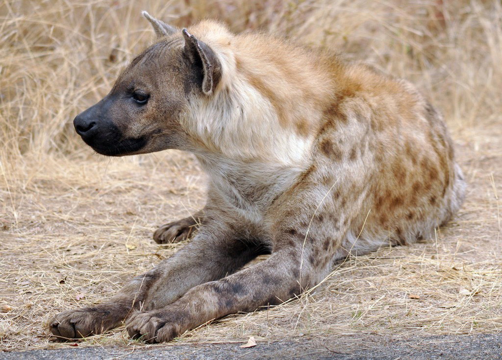 Hyena rasm