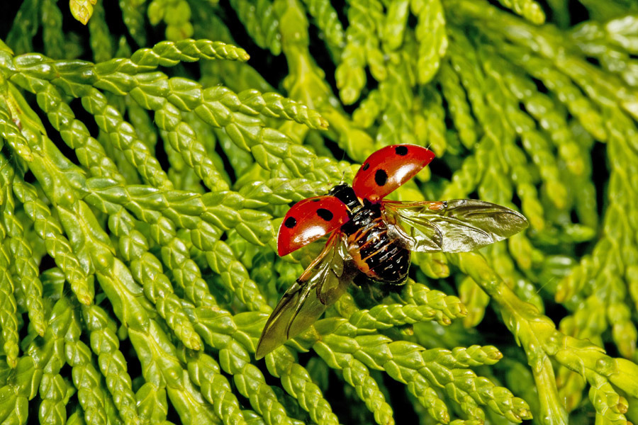 Ladybird preparing to take off from the fir
