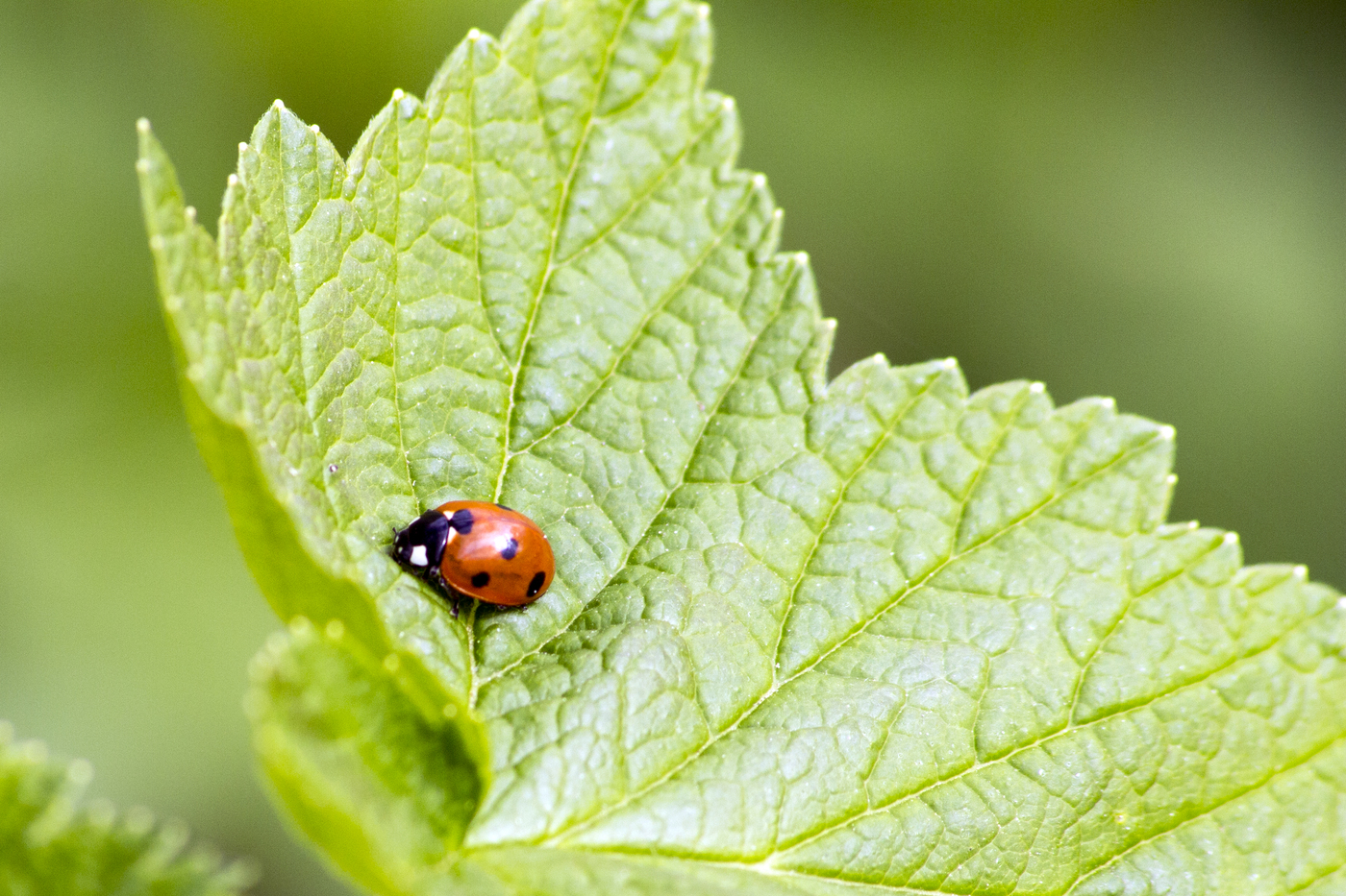 Ladybug on leaf