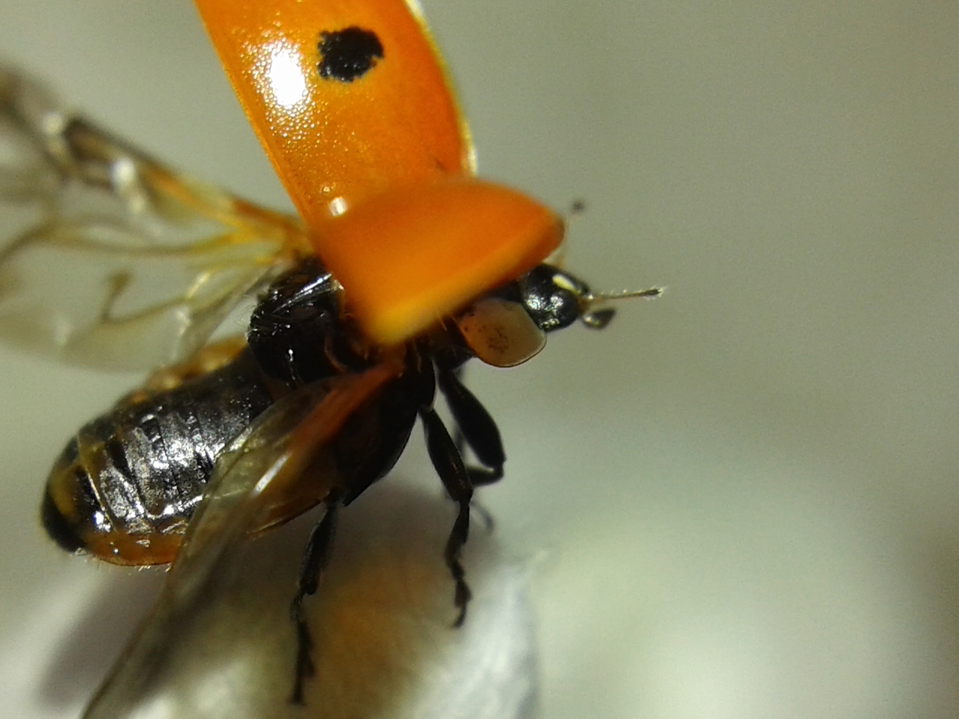 Ladybug preparing for takeoff