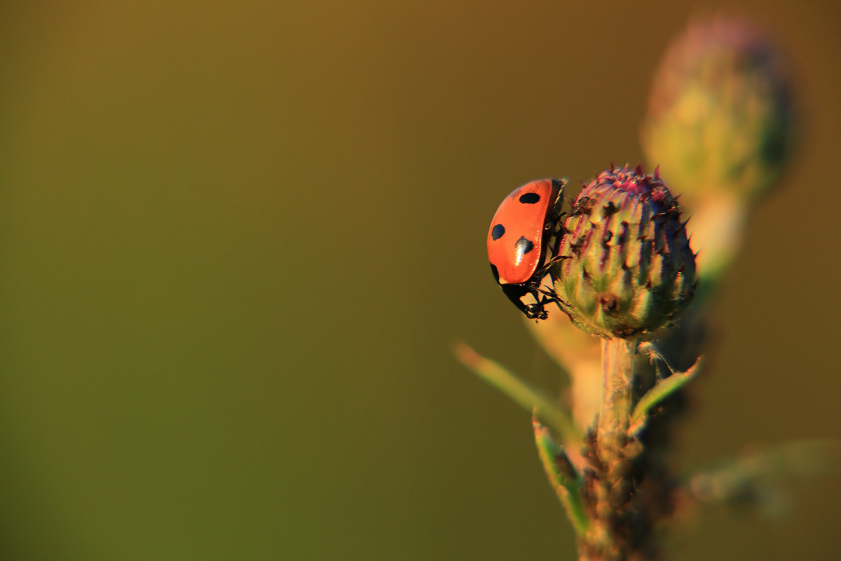 Ladybugs have chosen the tops of herbs