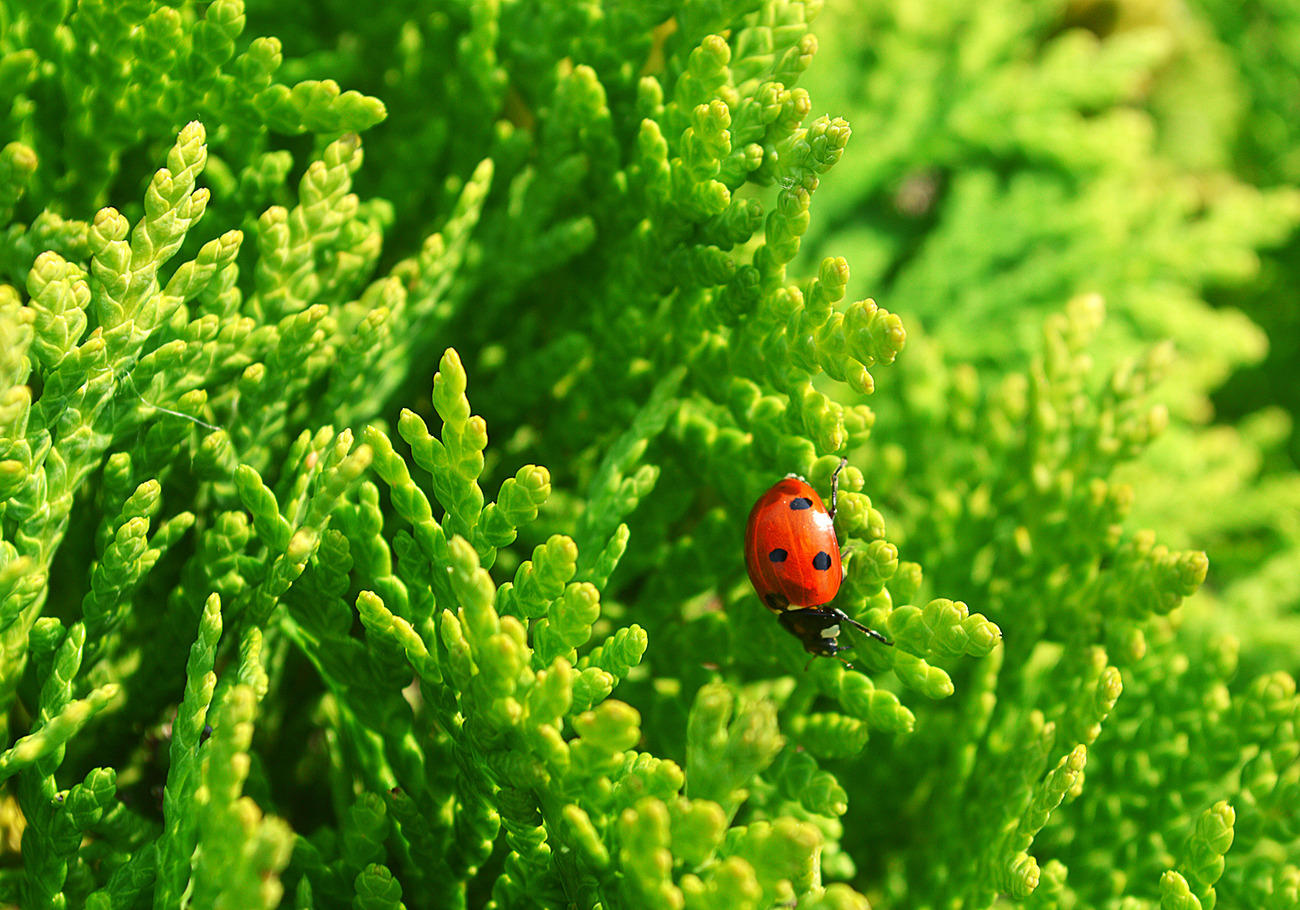 Ladybug. Photos from Italy