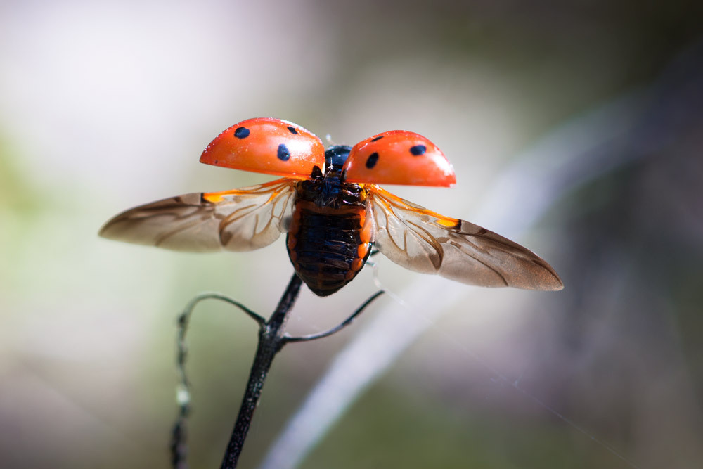Ladybug takes off