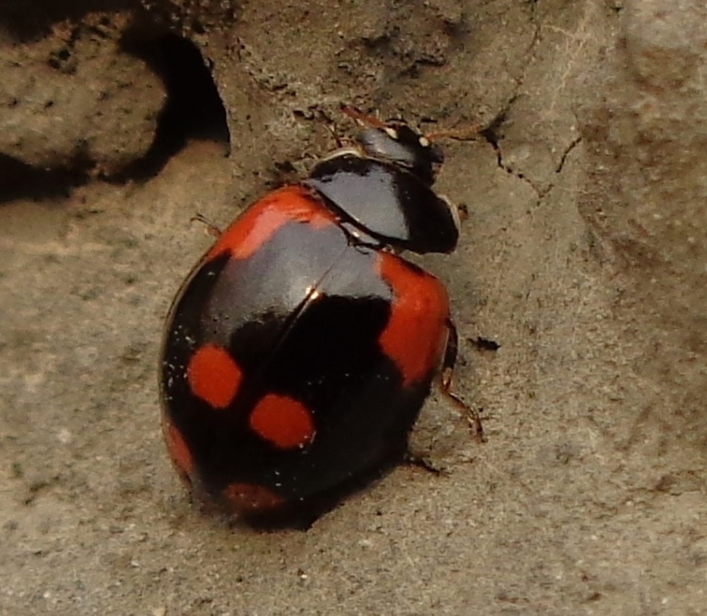 Ladybug Exochomus สี่จุด (Exochomus quadripustulatus)