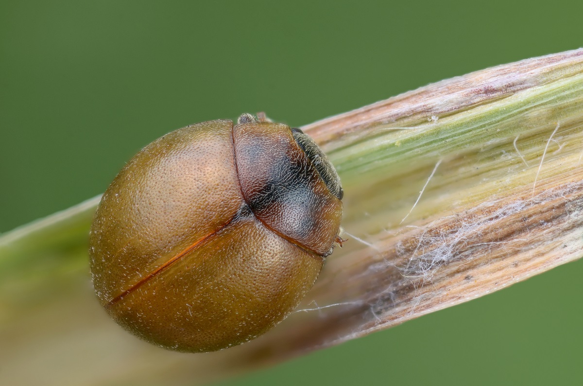 Ladybug ที่ไม่ได้นับ (ละติน Cynegetis impunctata)