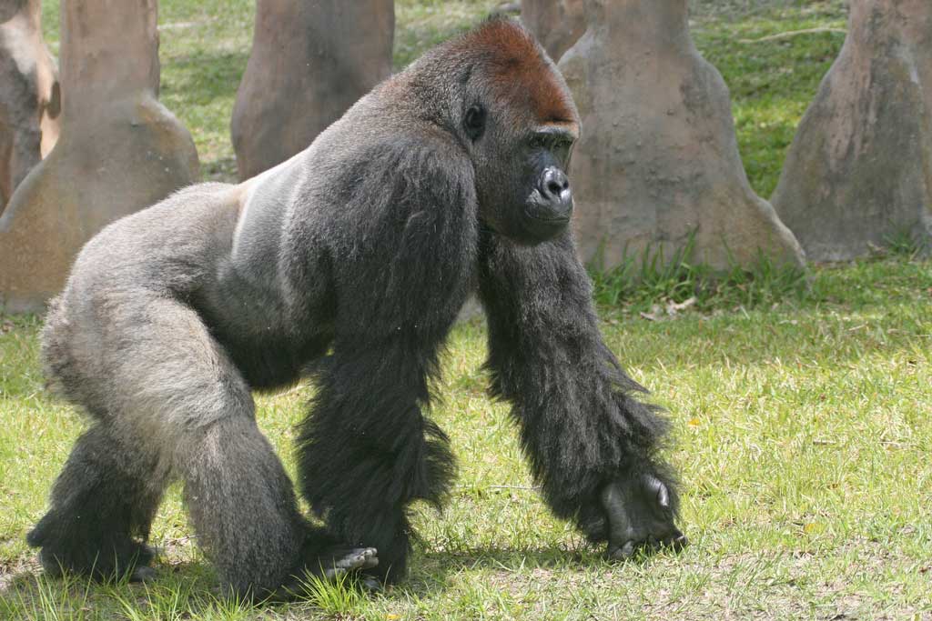 Gorilla gait