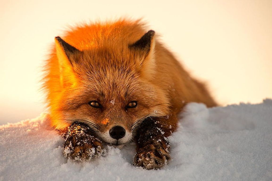 Fox φωτογραφία το χειμώνα