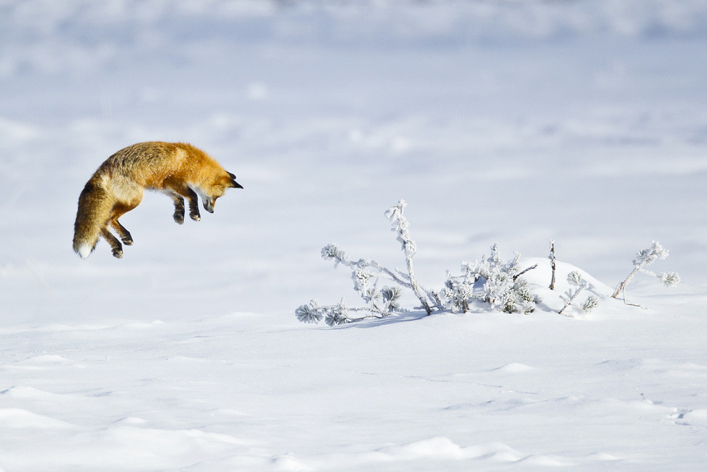 Mysz zimowa Fox