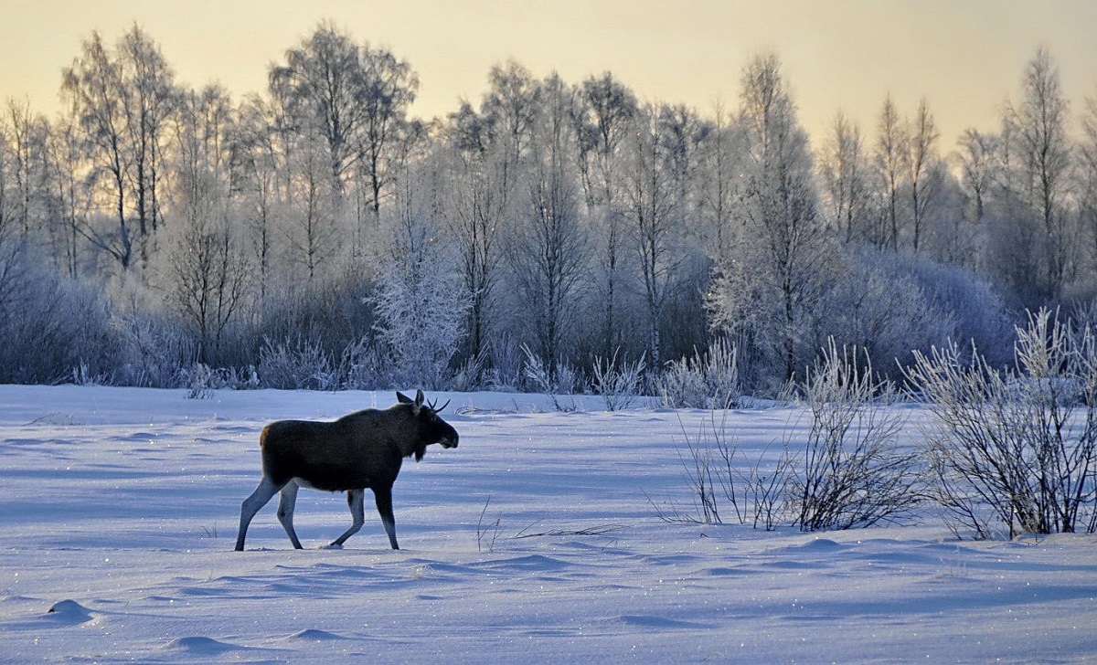 Fotografia lui Elk în timpul iernii