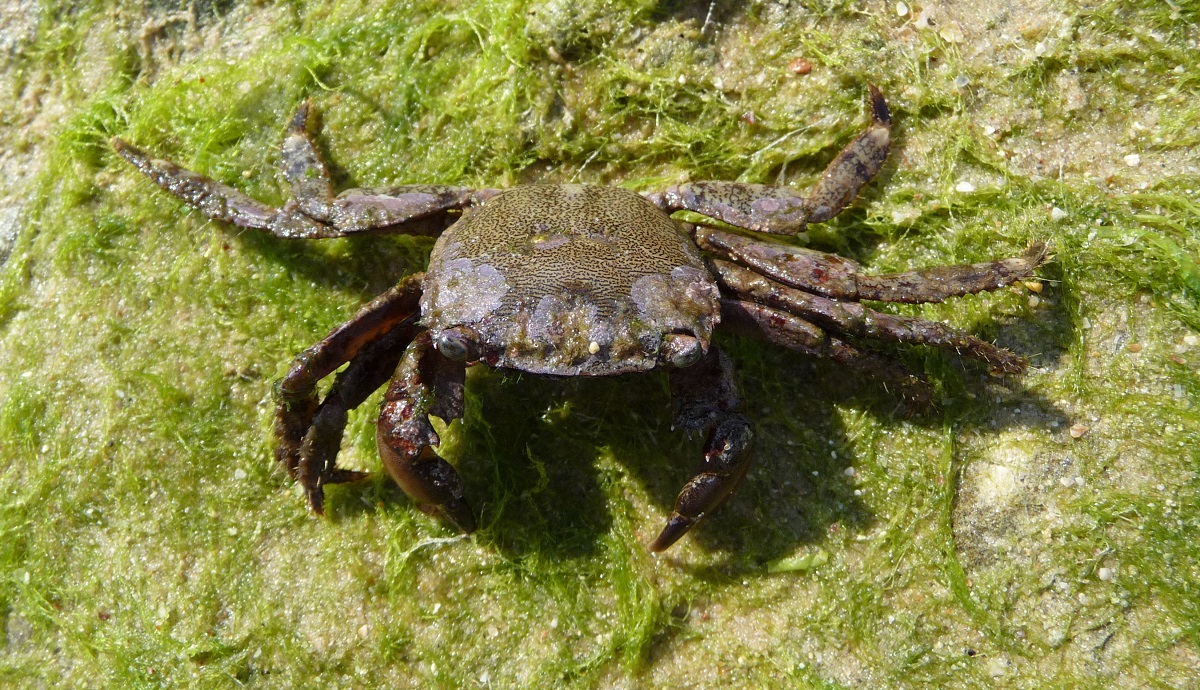 大理石蟹（Pachygrapsus marmoratus）