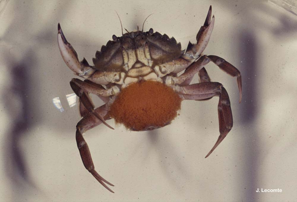Grass crab (Carcinus aestuarii), female with caviar