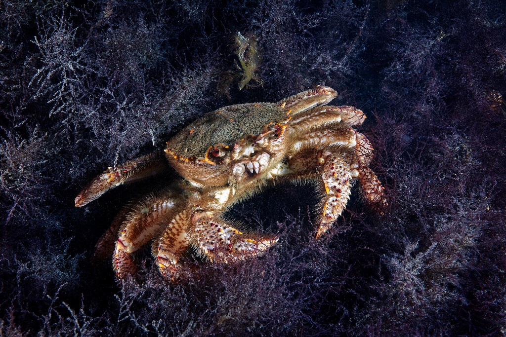 Den firkantede hårete krabben (Erimacrus isenbeckii)