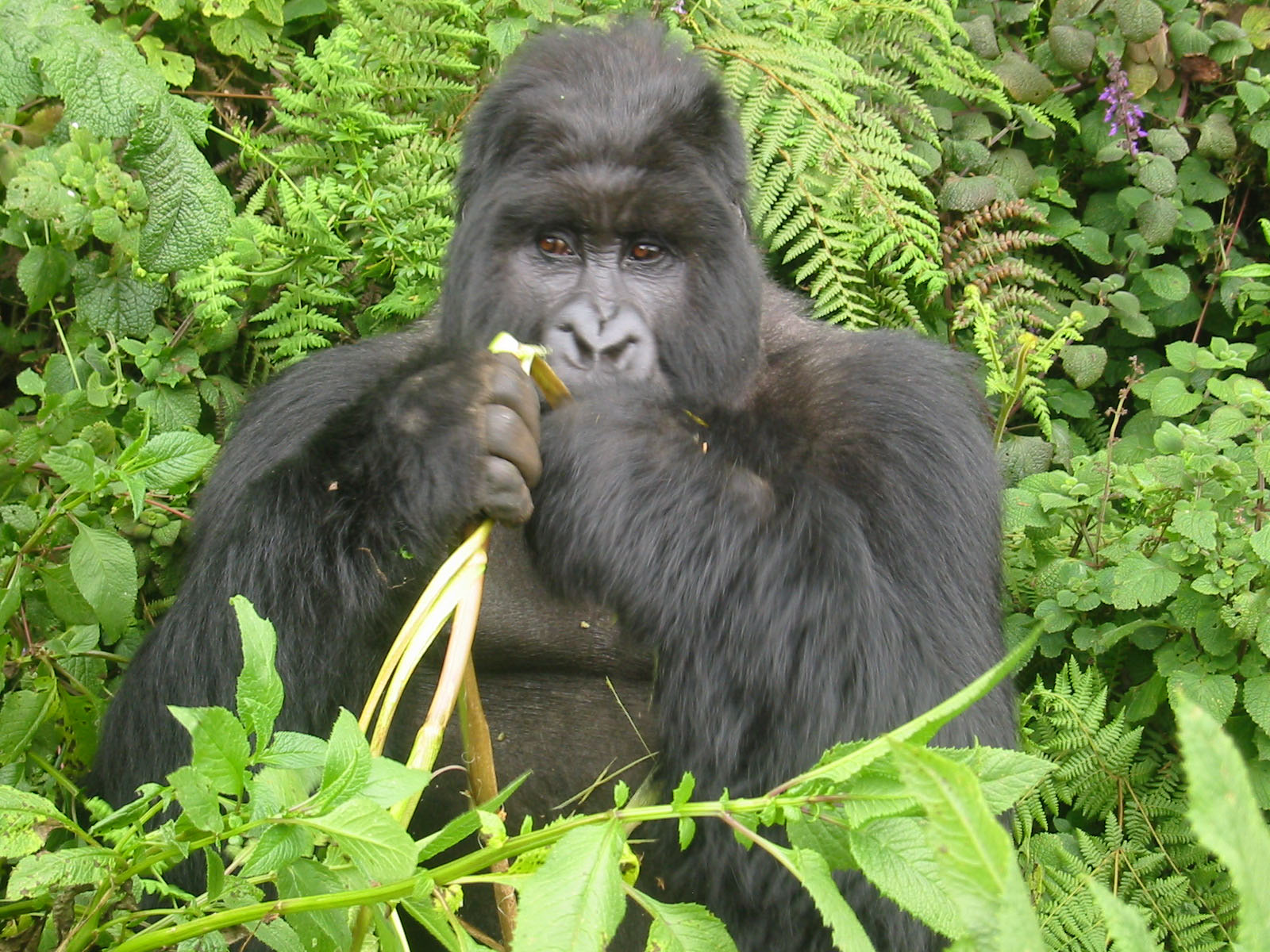 Gorilla eats