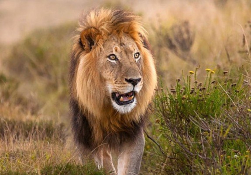 Hình ảnh của một con sư tử