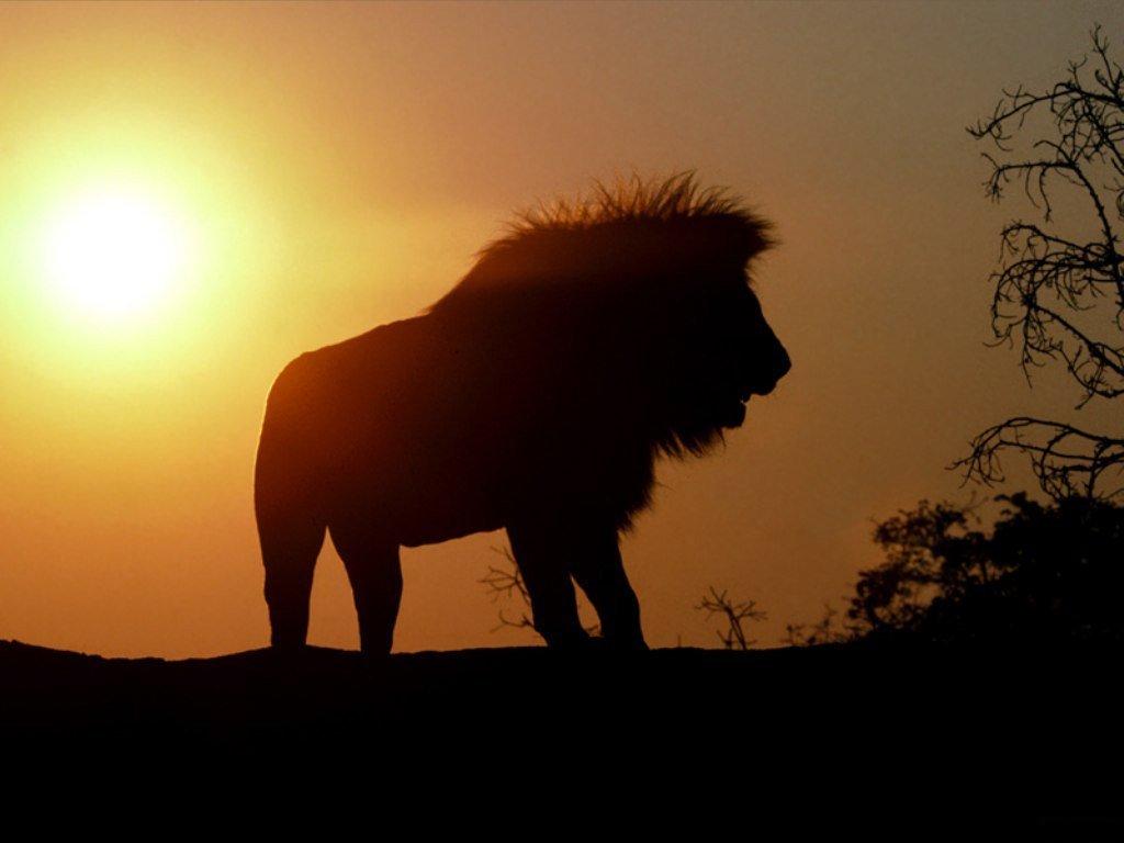 Hình ảnh của một con sư tử