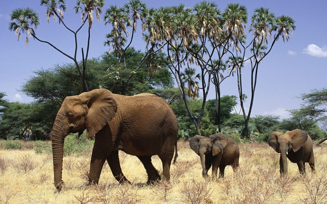 Elephants and elephant