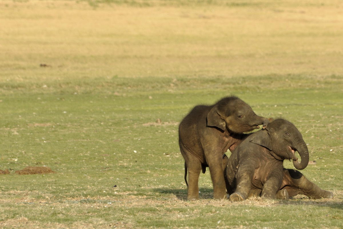 Elephants are playing