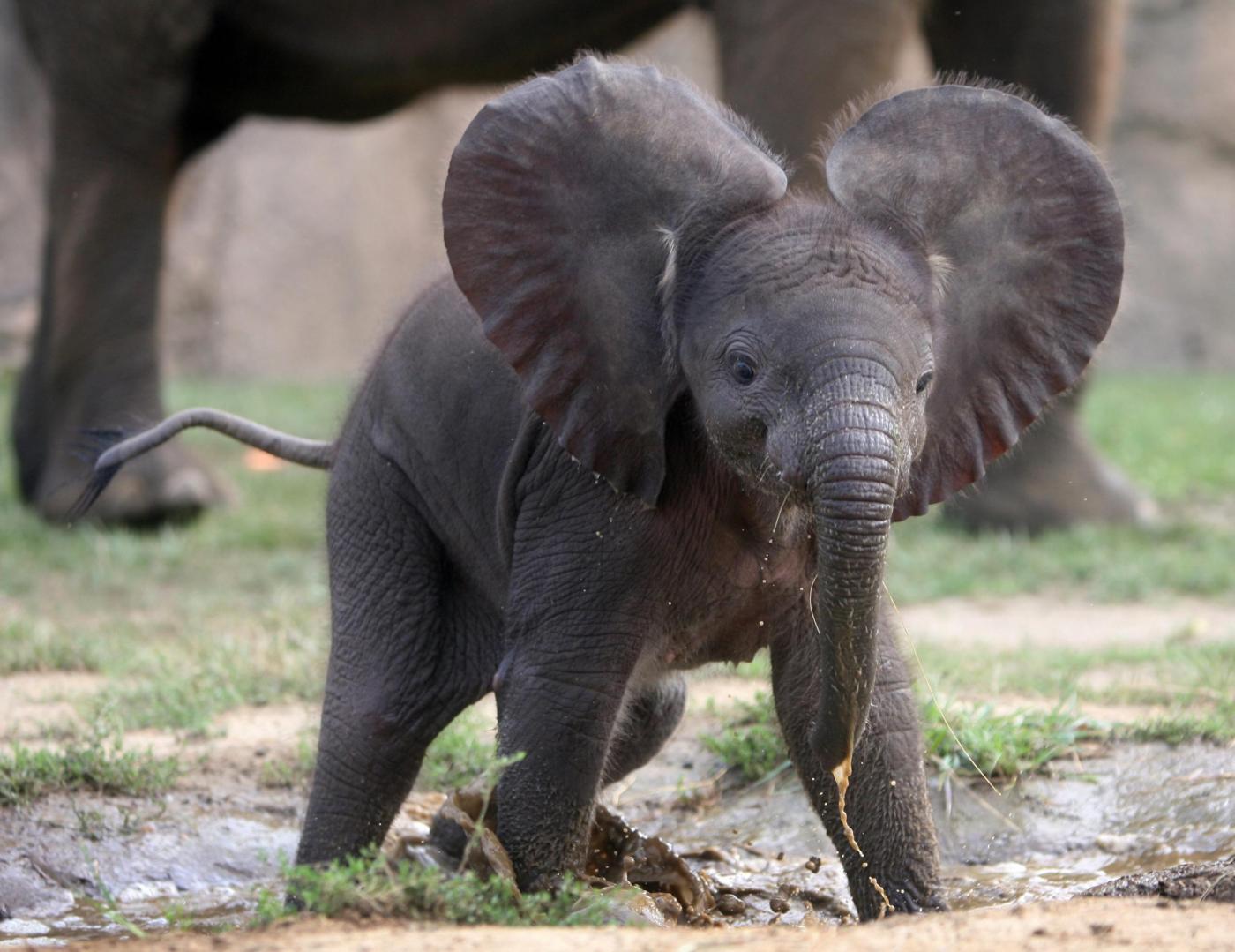 Baby elephant playing in a puddle