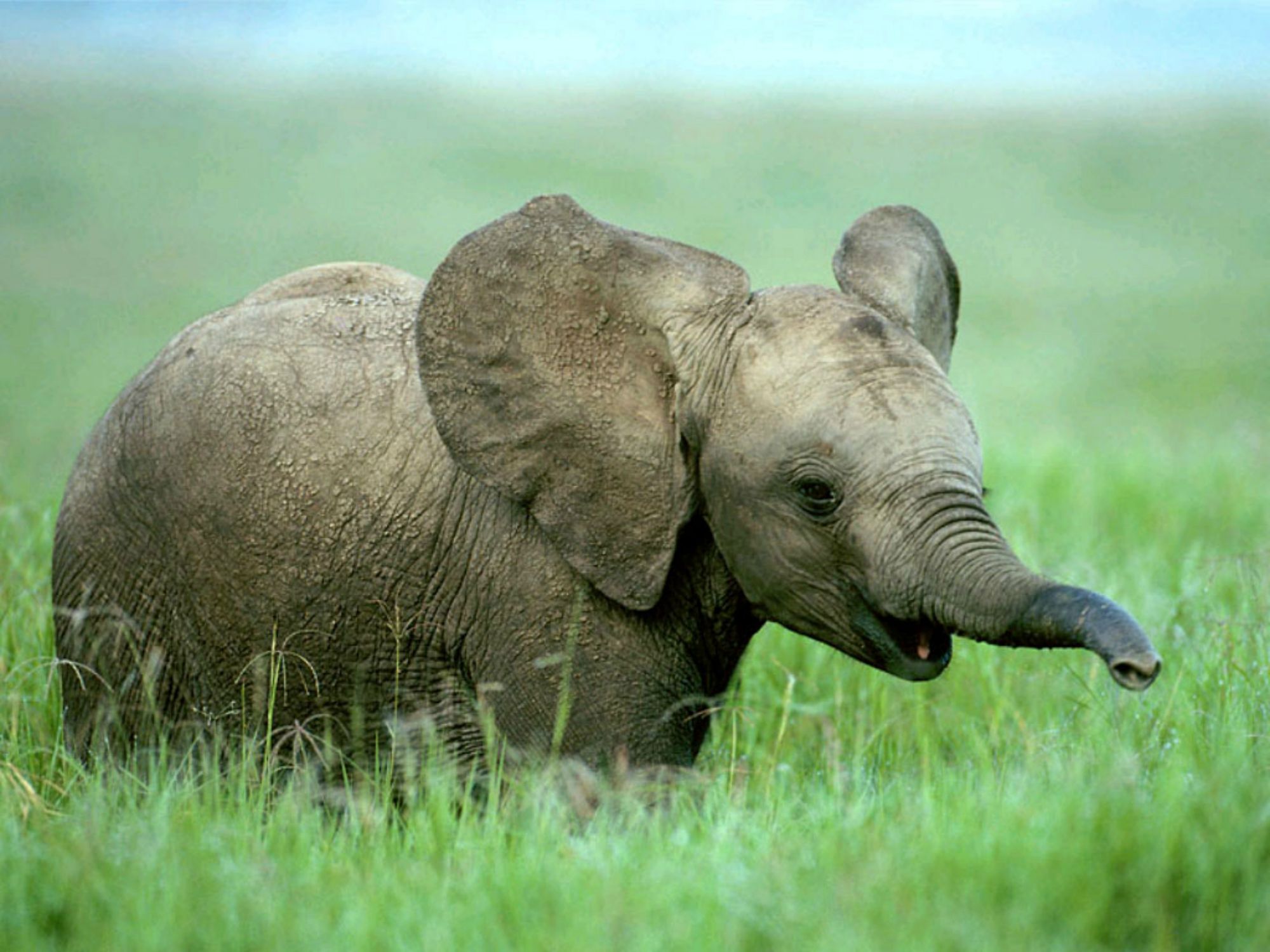 Бебешки слон
