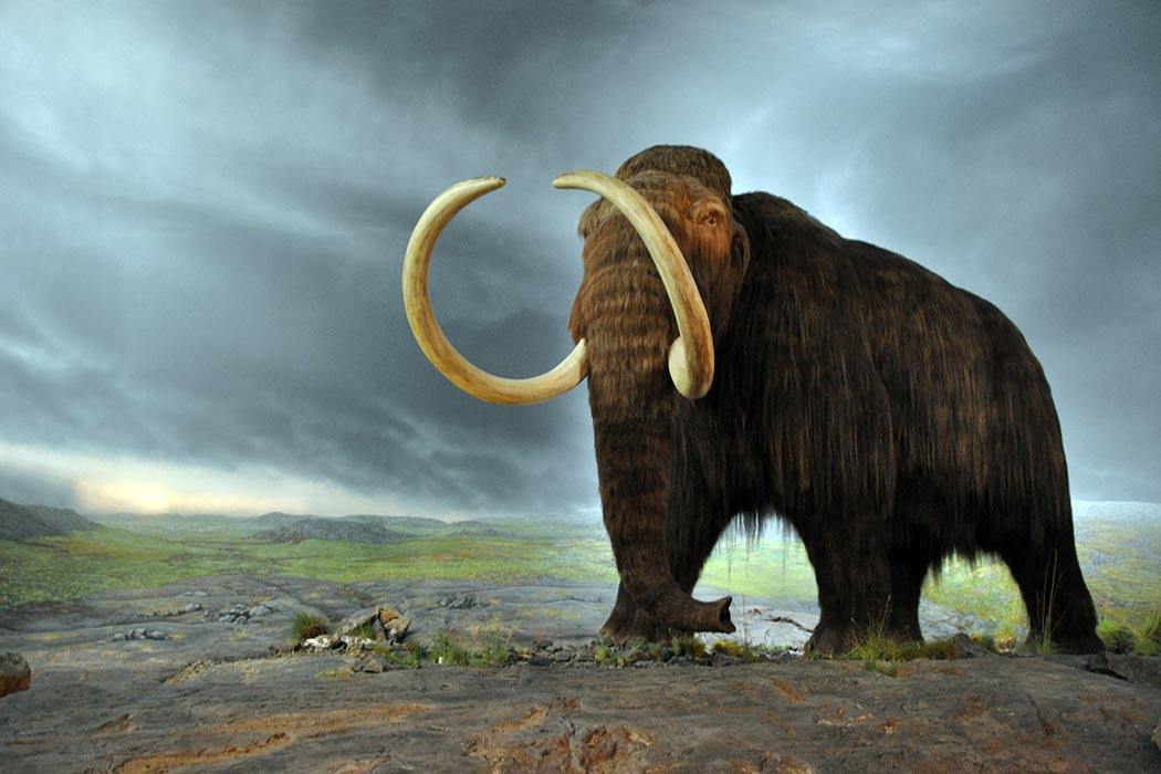 Gambar mammoth